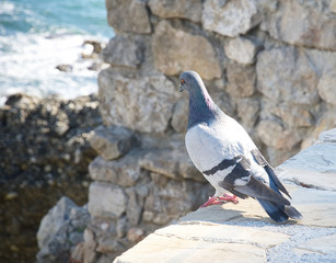A pigeon with a turquoise sea at the background
