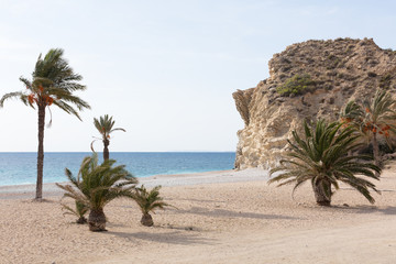 group of palm trees