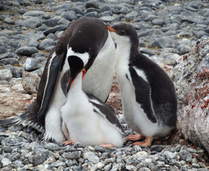 Gentoo penguin with chicks