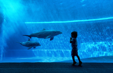 Boy watching dolphins