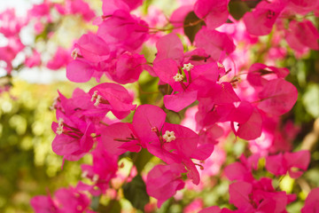 Bougainvillea