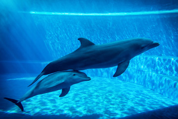 Obraz na płótnie Canvas Dolphins swimming in aquarium