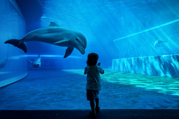 Boy watching dolphins - obrazy, fototapety, plakaty