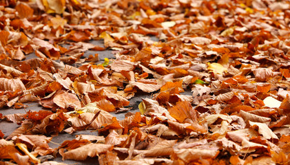 Autumn - Herbst