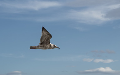 Young seagull seen from the side while flying