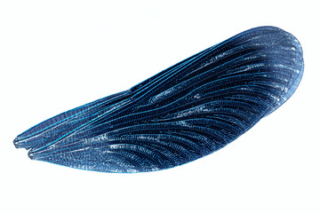 isolated blue wings dragonfly close up