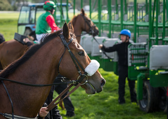 Close-up on race horse and jockey near the start gate
