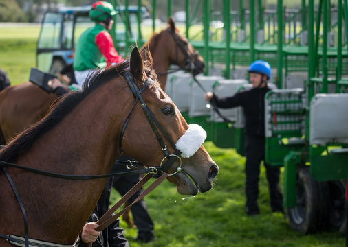 Close-up on race horse and jockey near the start gate