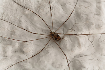 Harvestmen spider