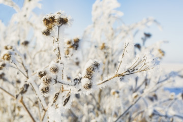 a branch of frozen flower heads stood together in the fog of winter.