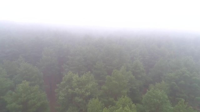 Aerial photography of coniferous forest in a strong fog. The drone flies over the tree crowns through the fog