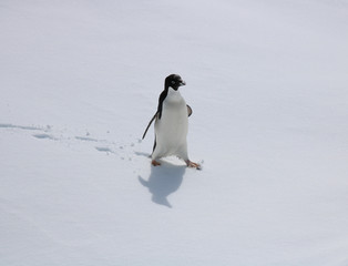 Adelie penguin walking