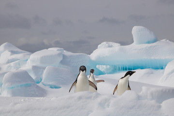 Adelie penguin