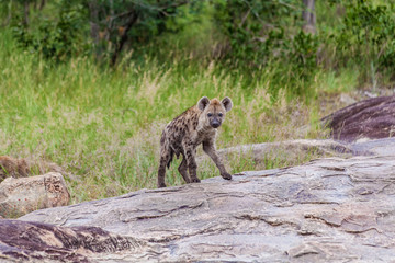 Obraz premium Spotted Hyena