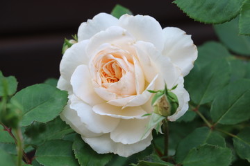 weiße englische Rose Emanuel