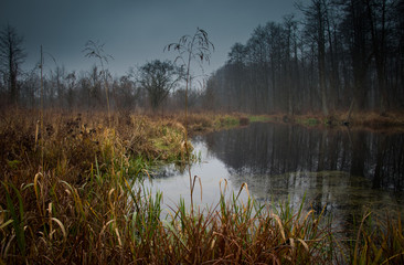 a small river bed flowing through swamps and autumn floodwaters with misty trees and bushes on a cloudy sad day