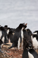 Adelie penguin with chick - Brown Bluff colony