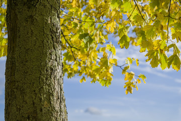 Baum mit Herbstbl&auml;tter und blauen Himmel