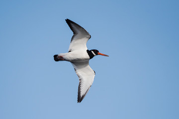 Eurasian Oystercatcher, Haematopus ostralegus