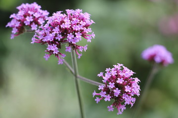 Eisenkraut  Verbena bonariensis Makro