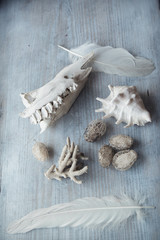 vintage skull squirting cucumber and feathers on the wood