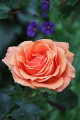 Edelrose Tea Time in Orange