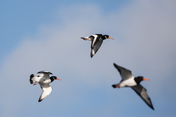 Eurasian Oystercatcher, Haematopus ostralegus