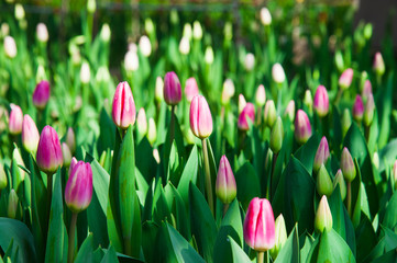 Spring scene of tulip field