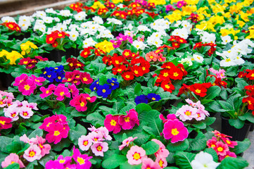 Garden greenhouse. Agribusiness