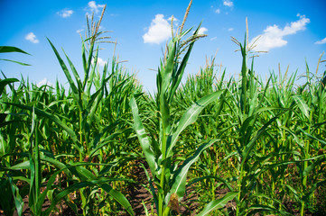 Green corn field