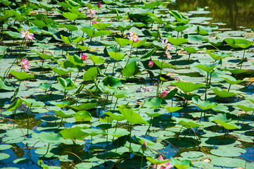 Lotus flower and Lotus flower plants