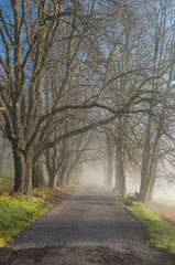 Autumn tree alley in the park, fog, on a sunny day in Krakow, Poland