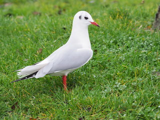 Möwe am Gras