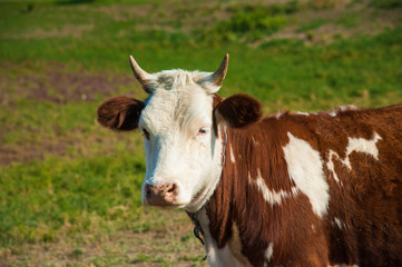 Naklejka na ściany i meble Cows in a farm. Dairy cows