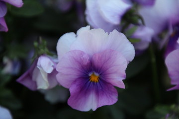mauve pansy