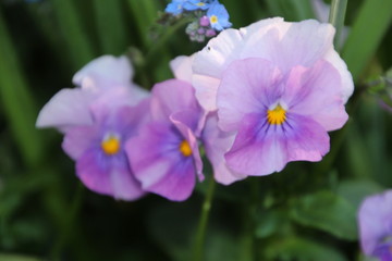 lila pansies