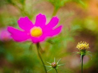 the pink cosmos flower with yellow pollen