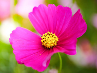 Fototapeta premium the pink cosmos flower with yellow pollen