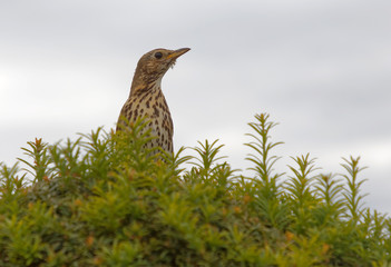 Bird sitting in the top of a tree