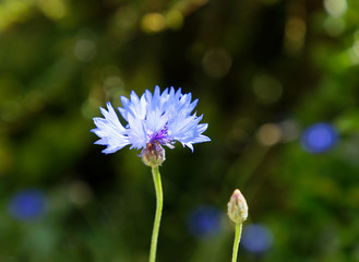 Closeup of blue Cornflower, defocused green background