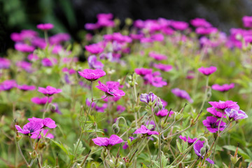 Obraz na płótnie Canvas Many pink Geranium flowers in a garden