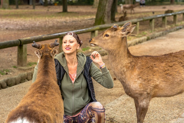 Tourist woman touches one of popular wild deer in Nara, Japan. Wild sika are considered a natural monument. Female caucasian traveler feeding two deer standing in Nara park. Tourism in Japan concept.