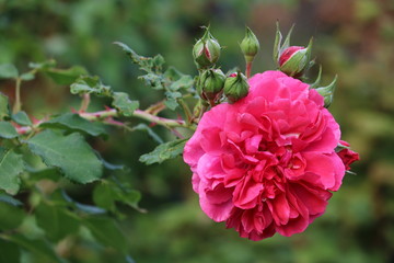 Rose Rosarium Uetersen in Pink