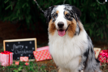 Smiling australian shepherd portrait under the christmas tree with wrapped gift boxes and black chalkboard with inscription: Merry Christmas. New year of the dog 2018 symbol concept.