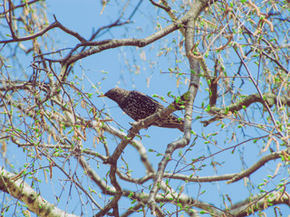 Starling (Sturnus vulgaris) sitting in the tree. Bird closeup. Early spring with green buds and blue sky. European bird. Vintage natural  effect.