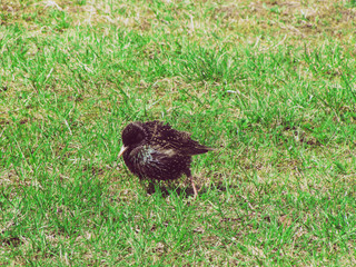 Black thrush bird closeup. Blackbird .yelling feathers  in green grass.   Turdus infuscatus. European bird. Vintage natural  effect.