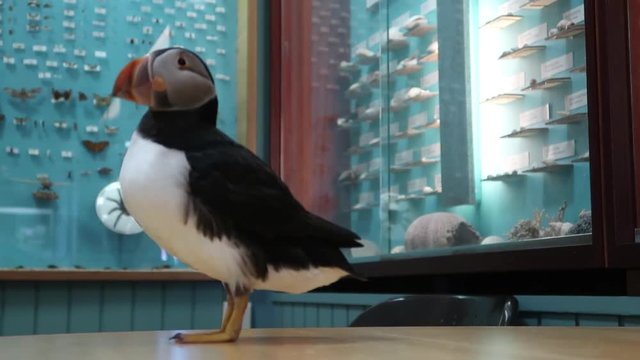 Cute funny Icelandic puffin bird on the table