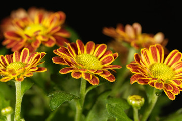 Obraz premium Indian chrysanthemum (Chrysanthemum indicum)