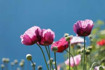 Pink poppy flowers and blue sky in the background