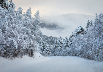 Christmas background with a road leading through a forest of snowy fir trees, fog in the background